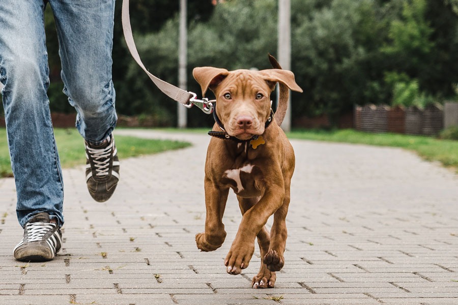 Daily Dog Walks: Why They Matter More Than You Think