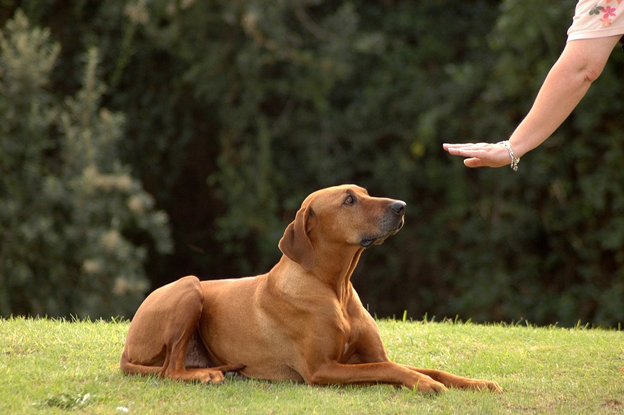 Crate Training 101: How to Build a Safe Space Your Dog Will Love
