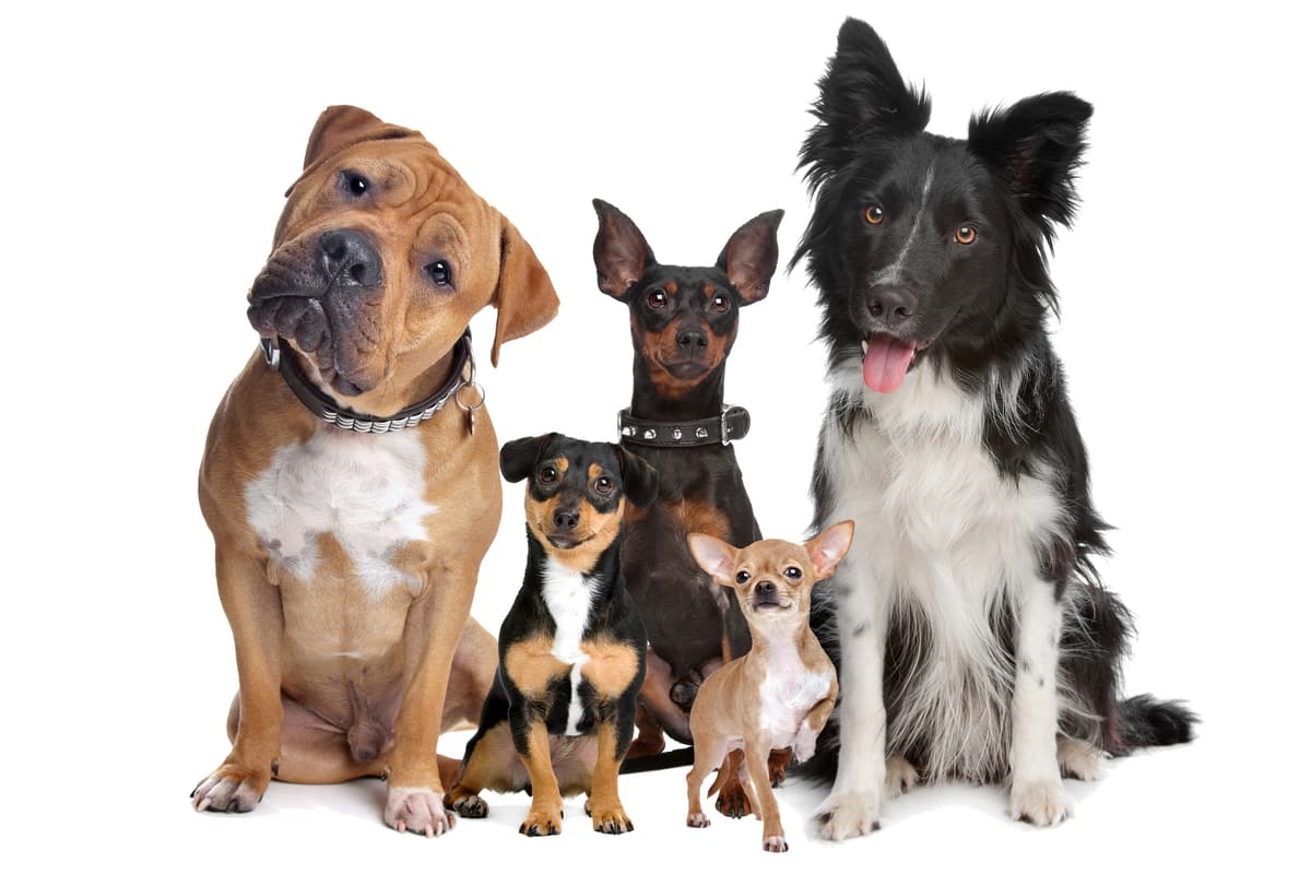 Responsible Dog Breeding: From Planning to Puppy Placement