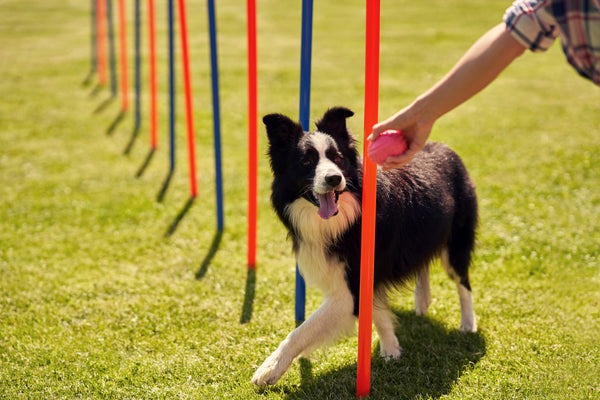 Mastering Leash Training: The Ultimate Guide for Puppies and Adult Dogs