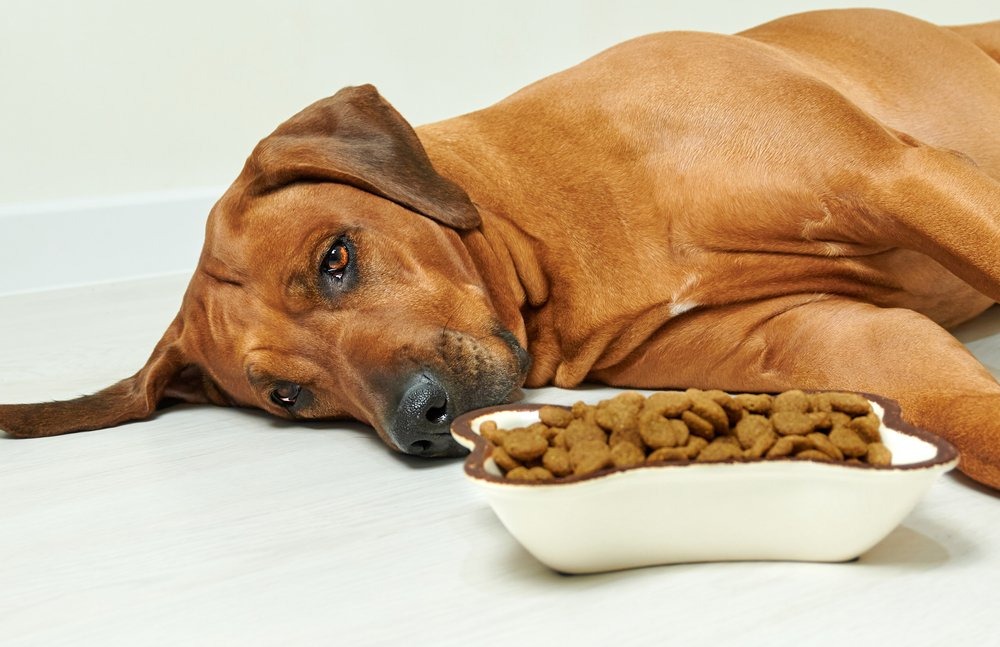 The Complete Guide to Feeding Your Dog: Diet, Treats, and Nutrition