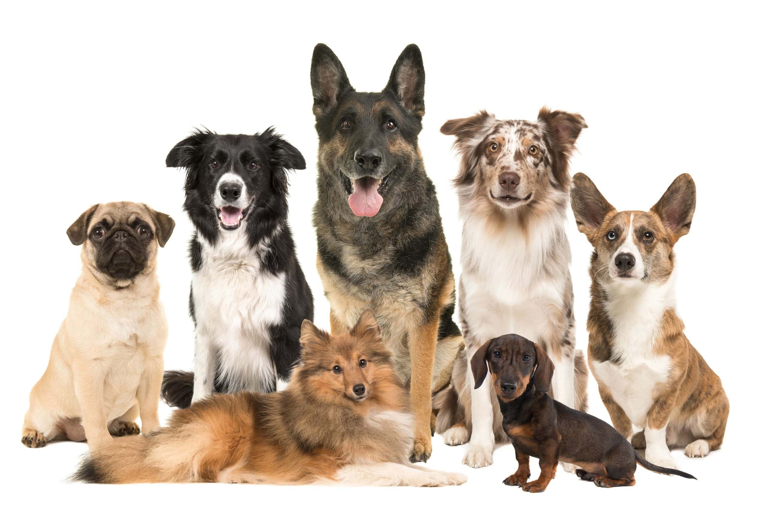 Responsible Dog Breeding: From Planning to Puppy Placement