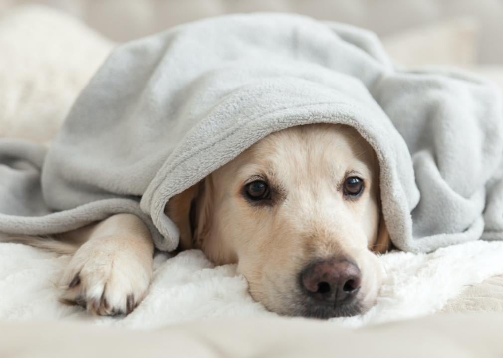 10 Early Signs of Illness in Dogs Every Owner Should Know