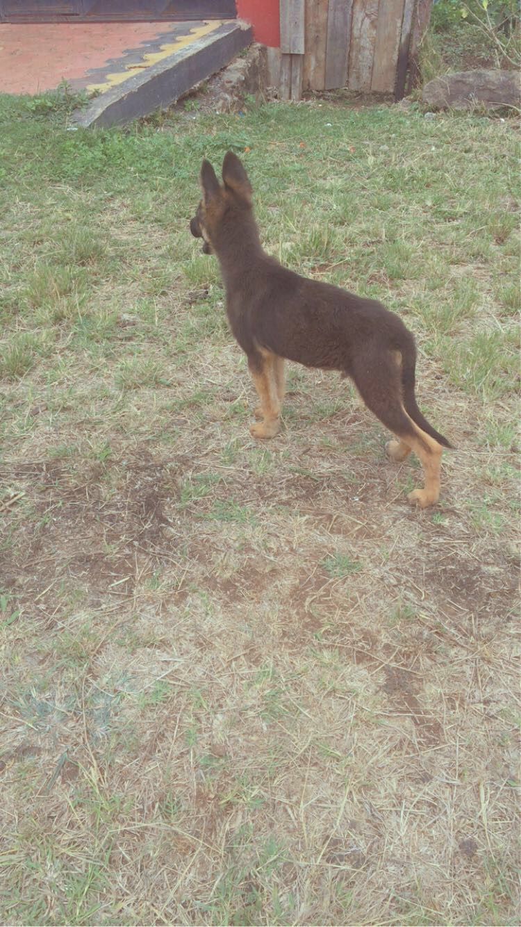 Black and tan