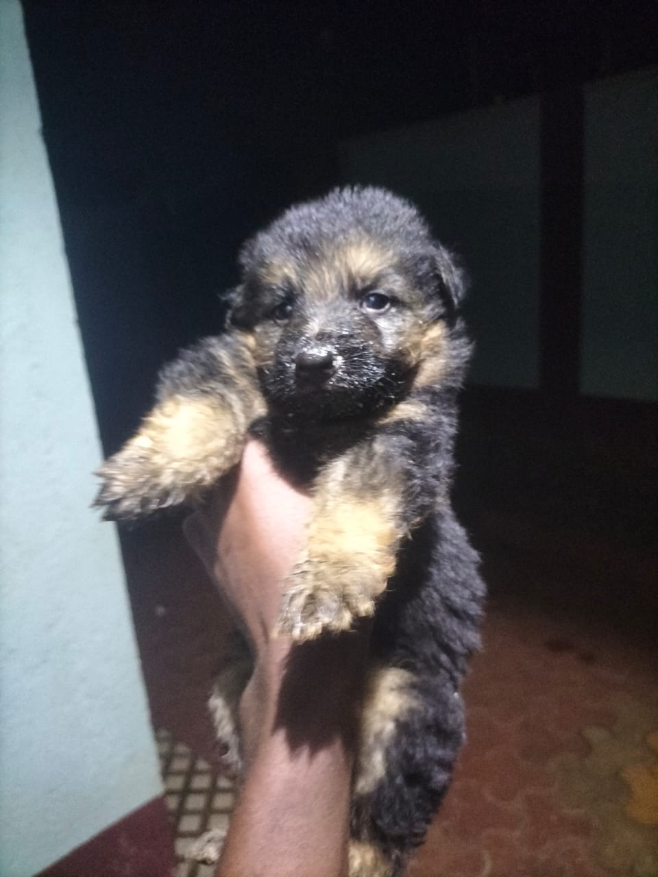 Puff coat, Big bone,Black and tan
