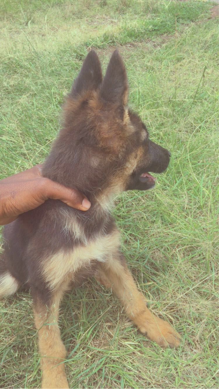 Black and tan