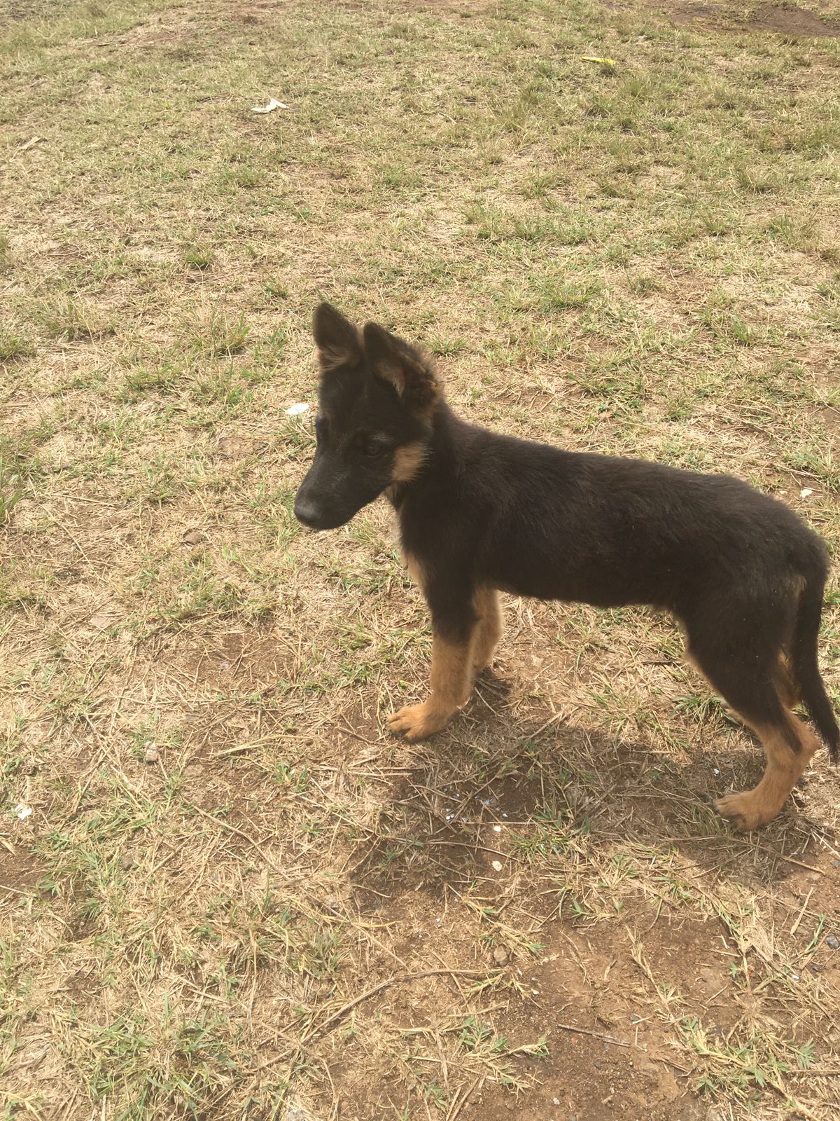 Black and tan