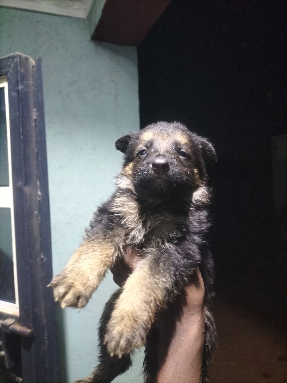 Puff coat, Big bone,Black and tan