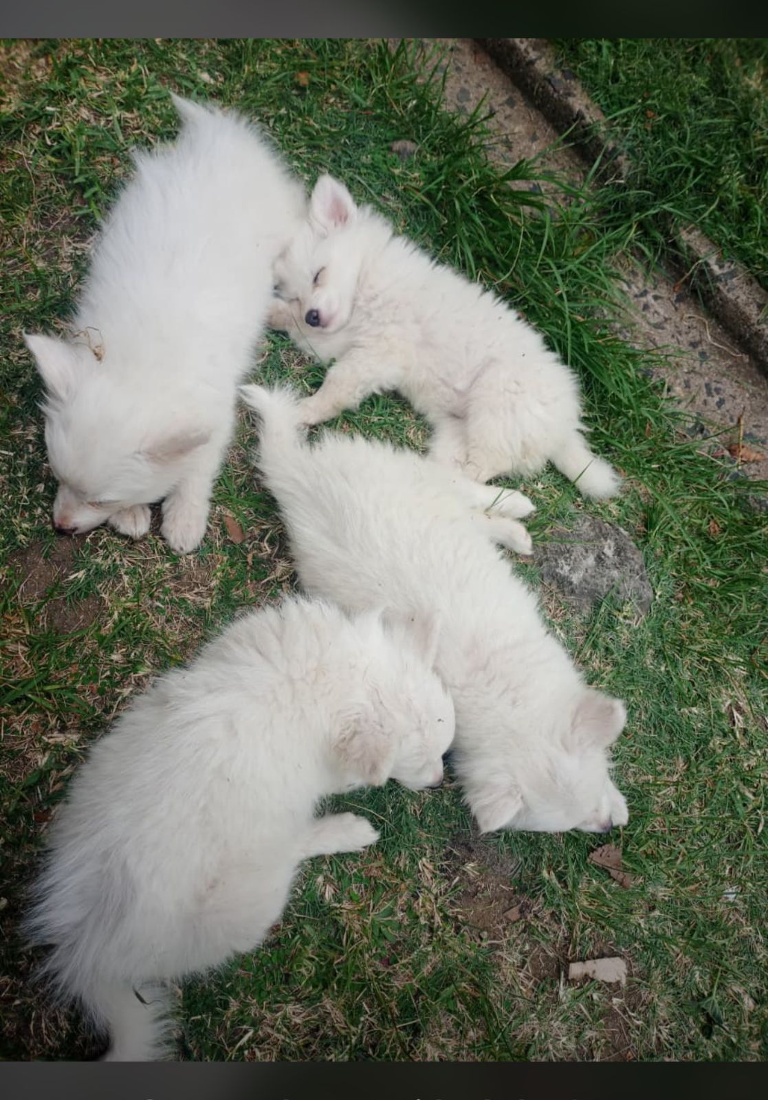Japanese Spitz puppies (1–3 months old)