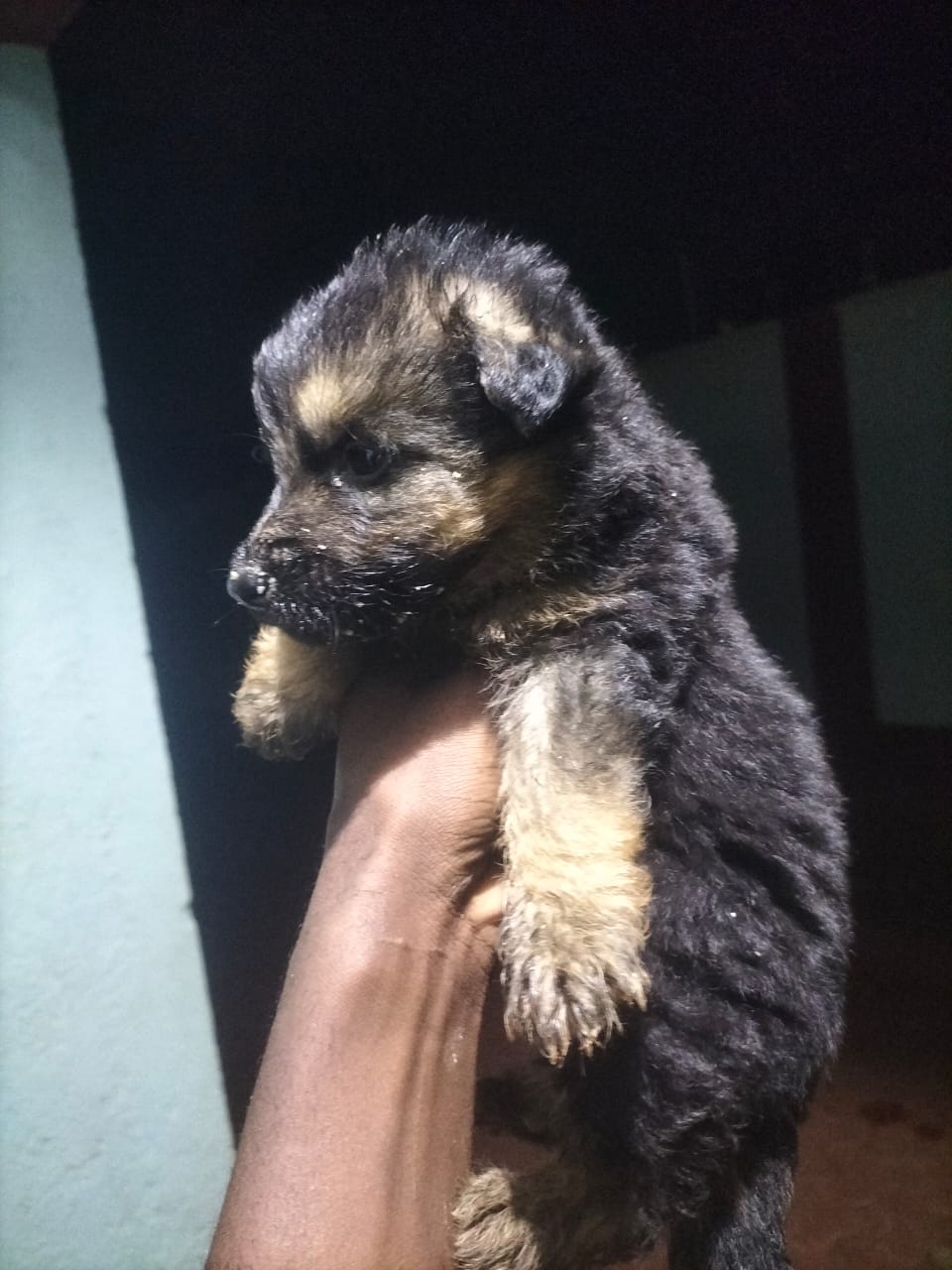 Puff coat, Big bone,Black and tan