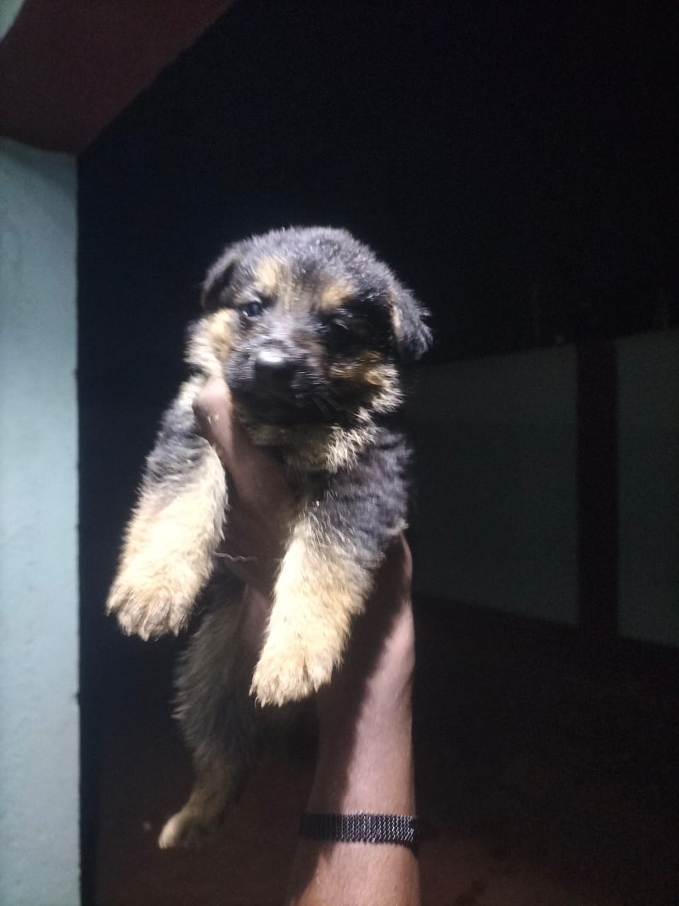 Puff coat, Big bone,Black and tan