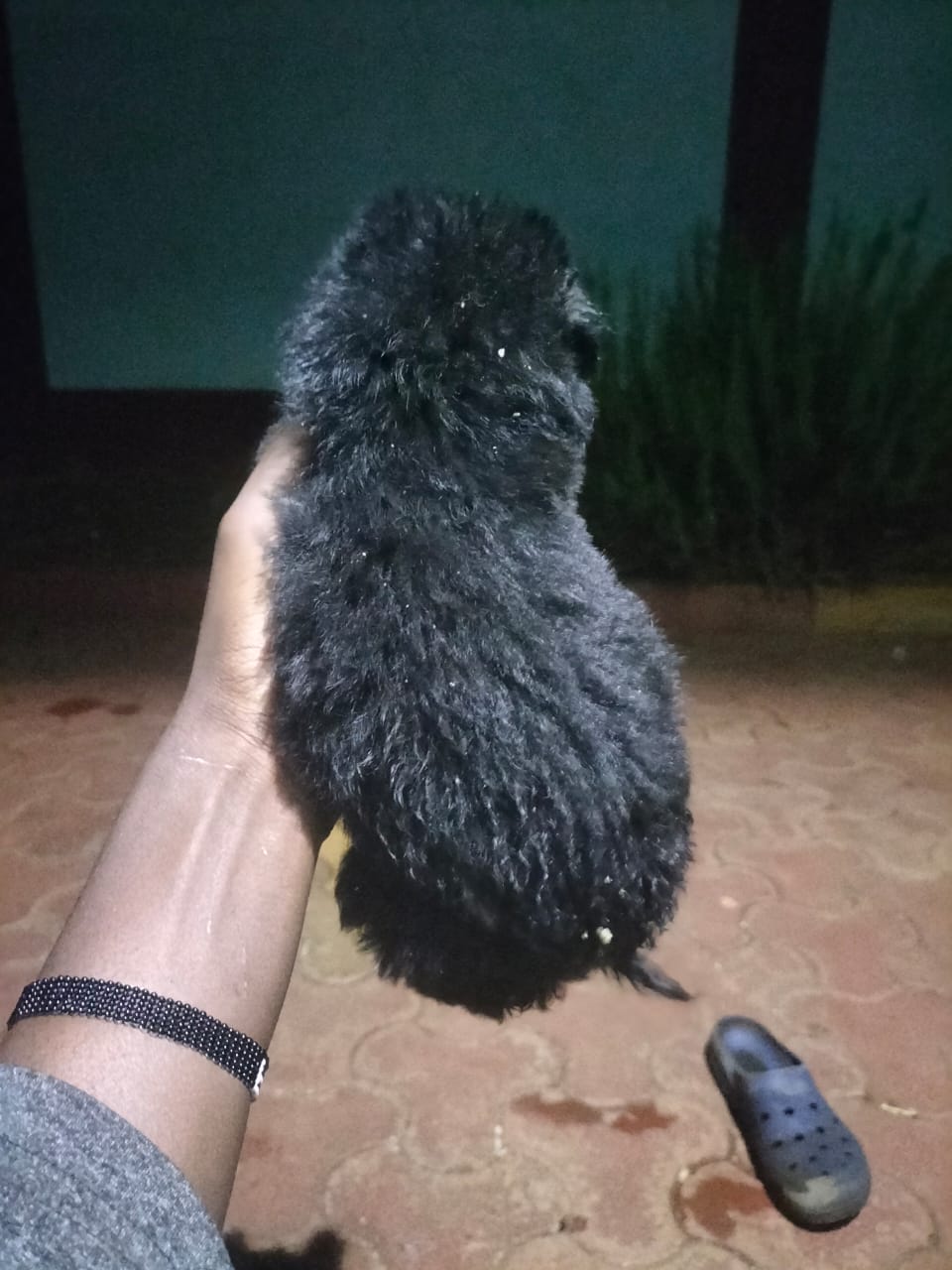 Puff coat, Big bone,Black and tan